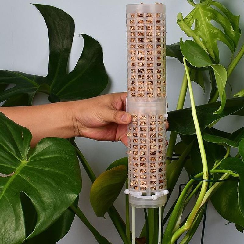 Sphagnum Moss Pole for Orchid  - đánh giá và giá Sphagnum Moss Dry